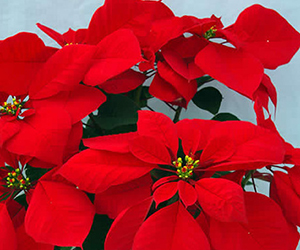 Red Poinsettia