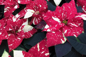 Jingle Bell Poinsettia