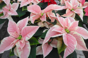 Marble Poinsettia