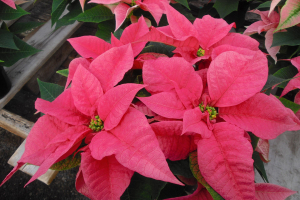 Pink Poinsettia