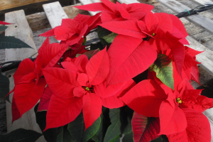 Red Poinsettia