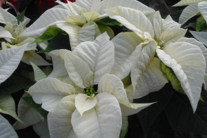 White Poinsettia